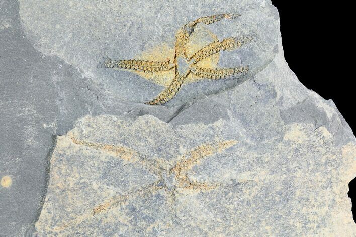 Two Ordovician Brittle Stars (Ophiura) - Morocco #118693